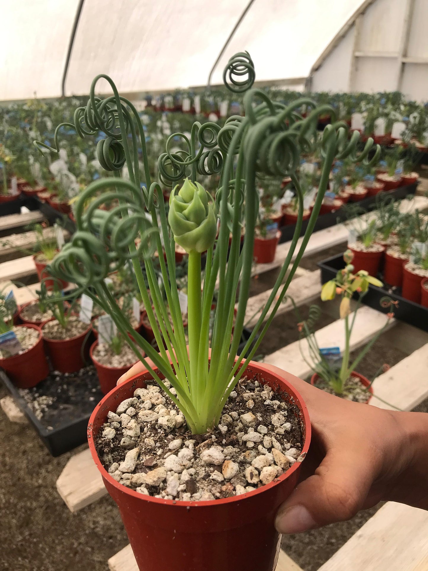 Albuca spiralis