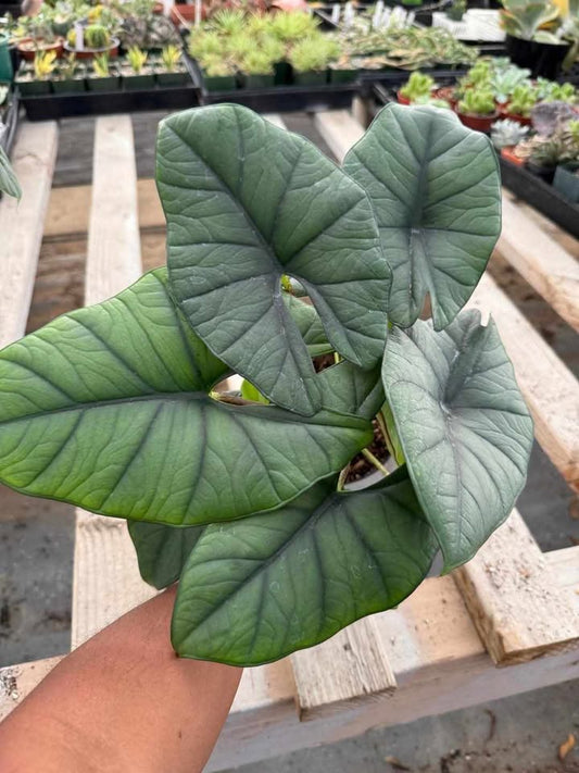 Alocasia Platinum