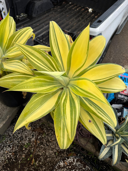 Agave Attenuata ray of light alta variegacion