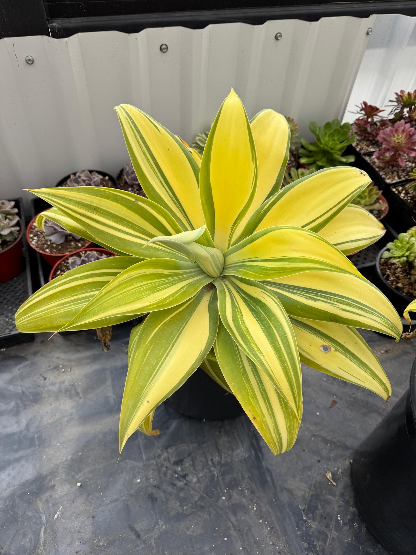 Agave Attenuata ray of light alta variegacion