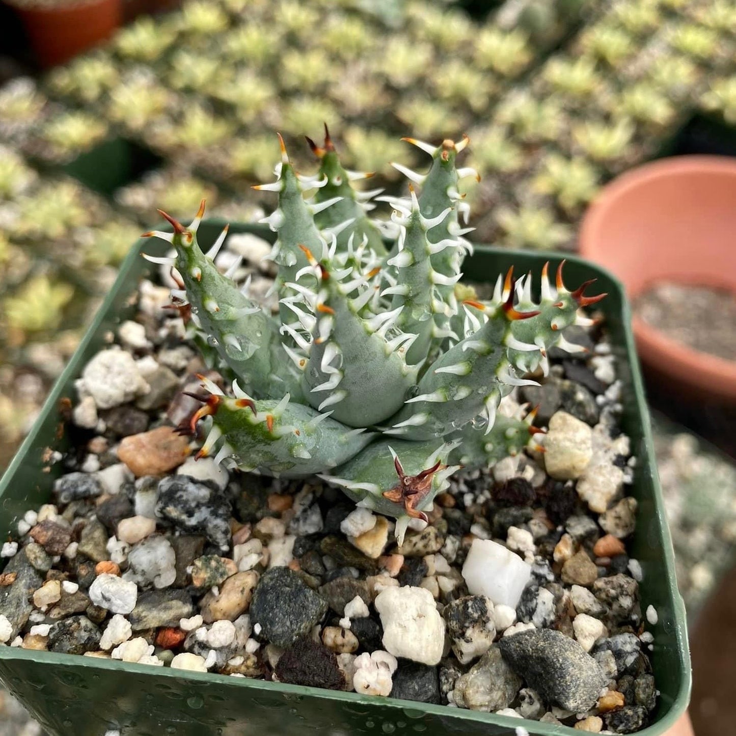 Aloe Erinacea