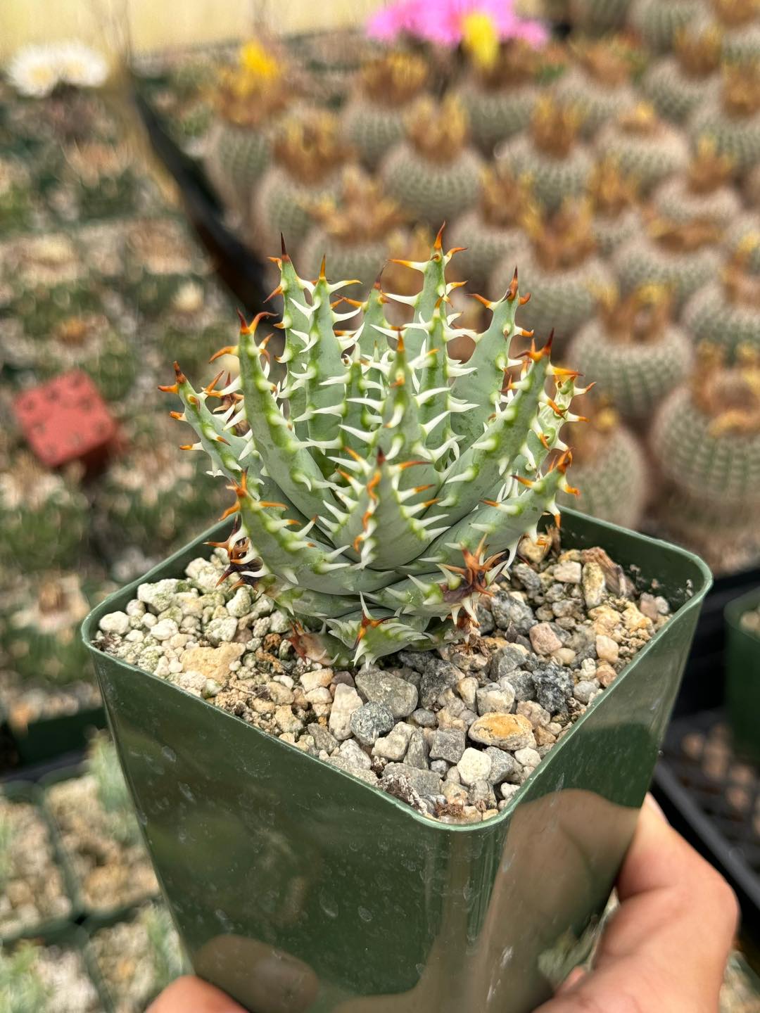 Aloe Erinacea