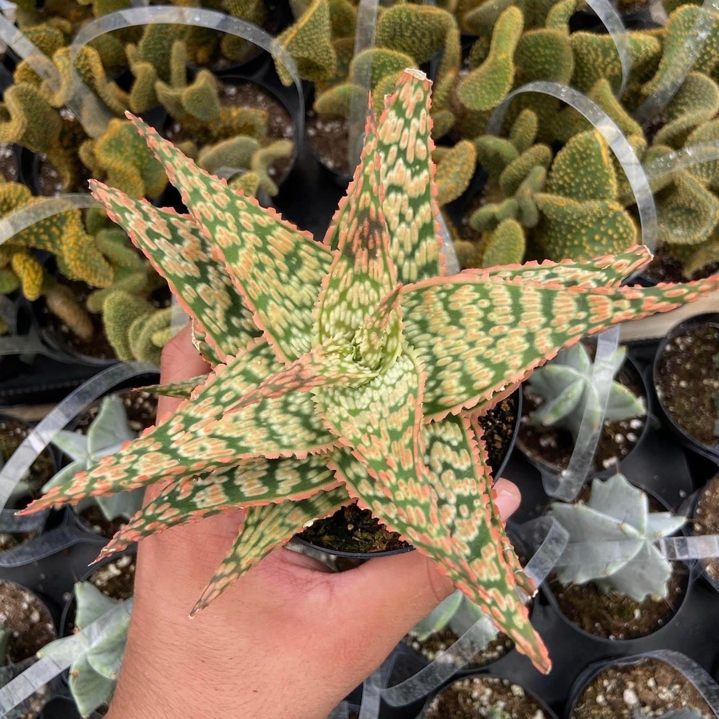 Aloe Firecraker