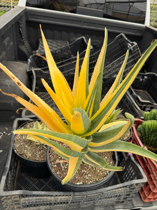 Aloe Hercules half moon Variegado