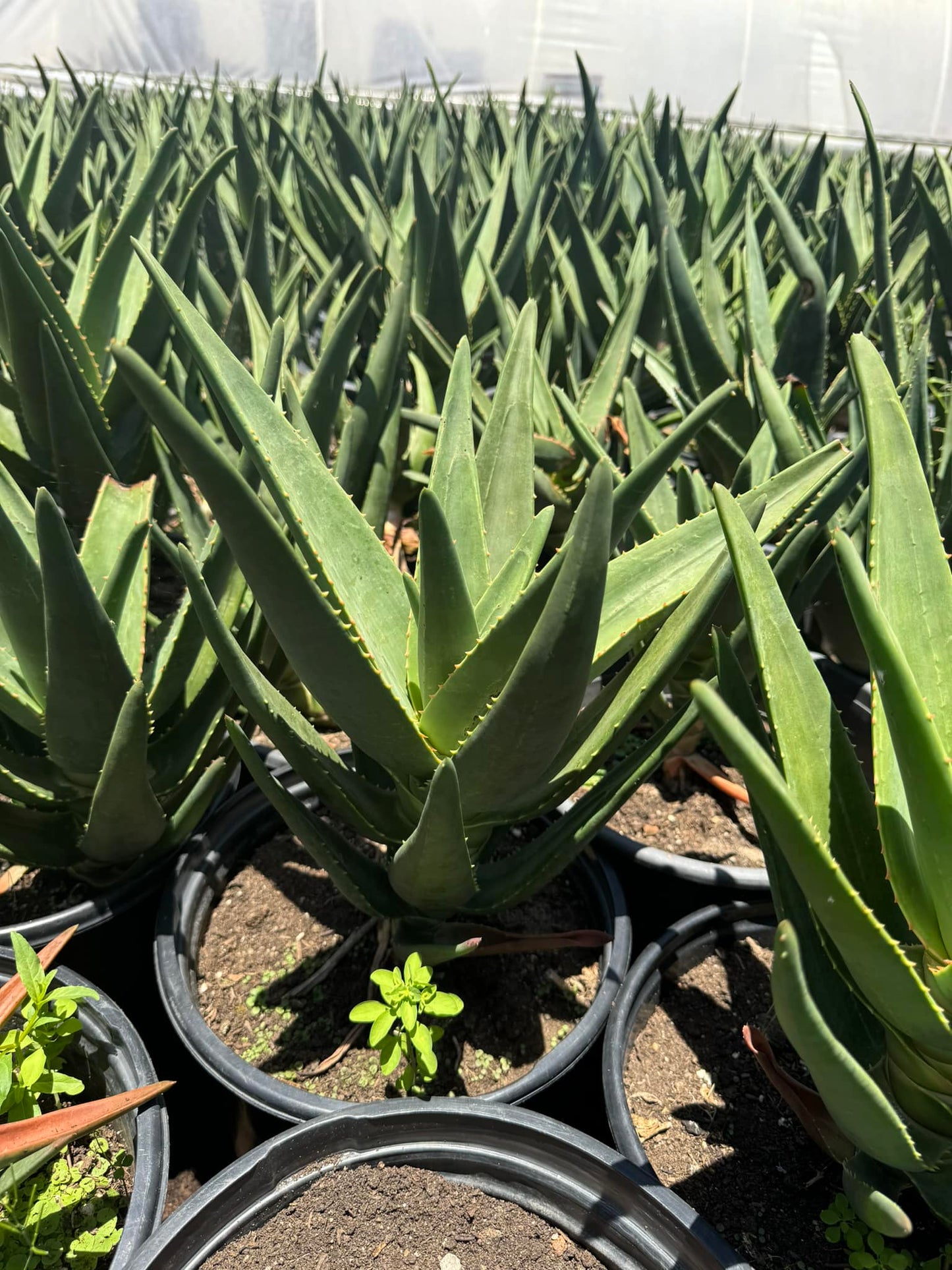 Aloe Hércules súper jumbo