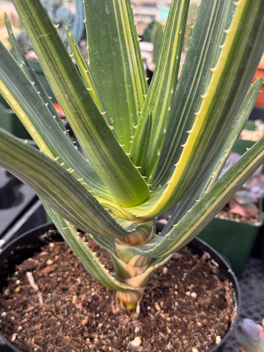 Aloe Hércules variegado