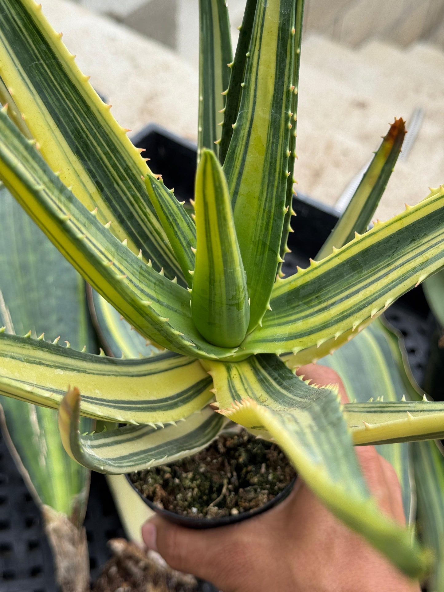 Aloe Hércules variegado espectacular