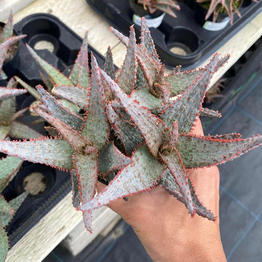 Aloe Purple People Eater