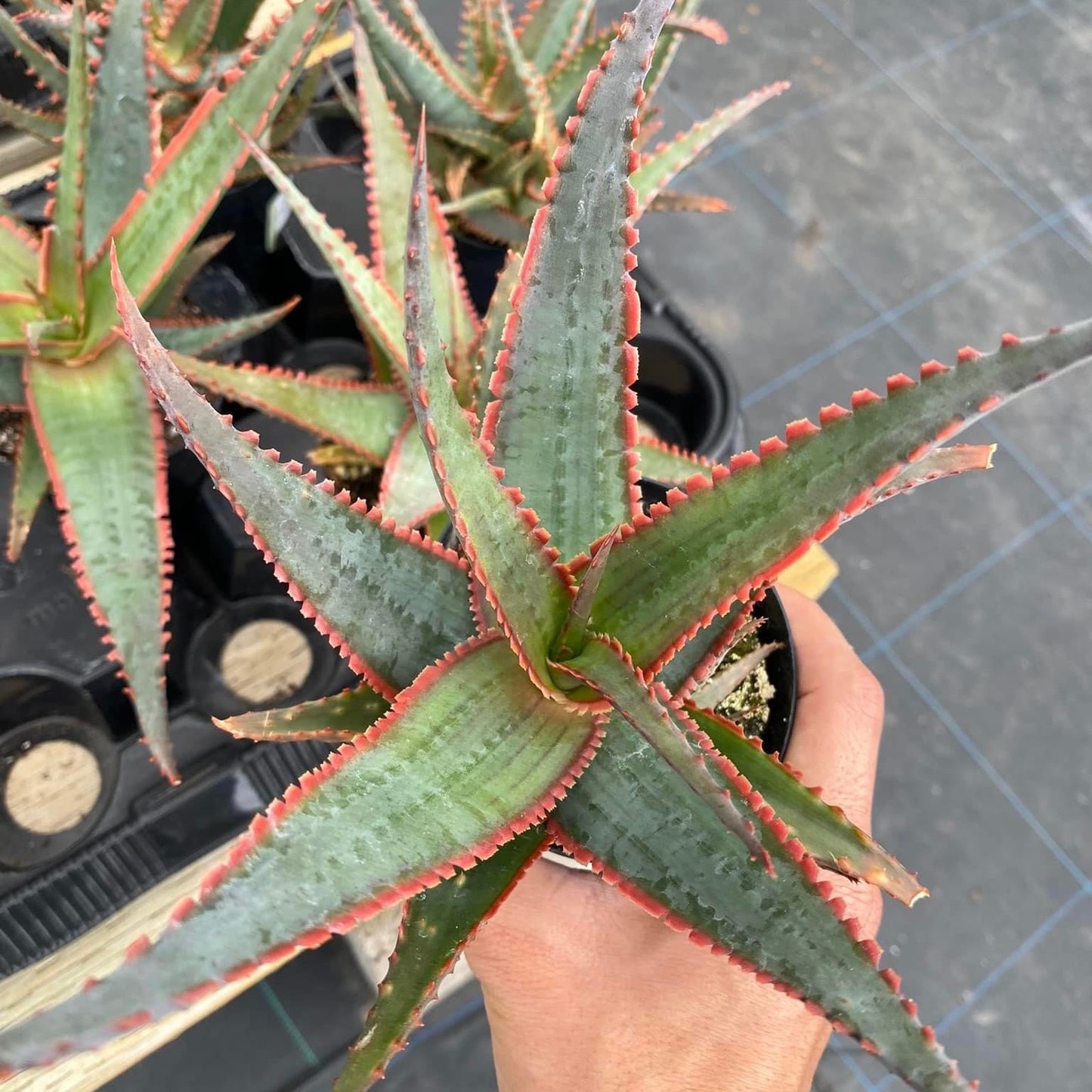 Aloe Swordfish