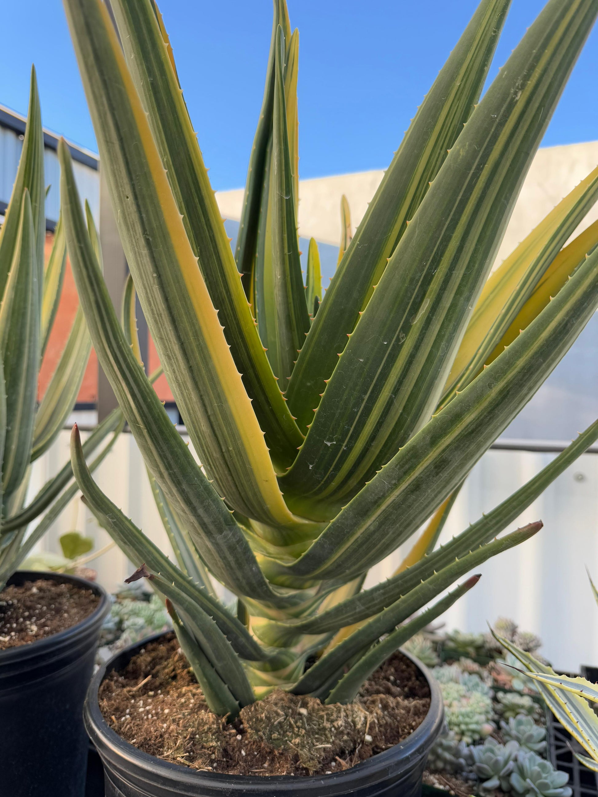 aloe vera plant jumbo Aloe Hércules súper jumbo variegado – TiaJuanas Plants México