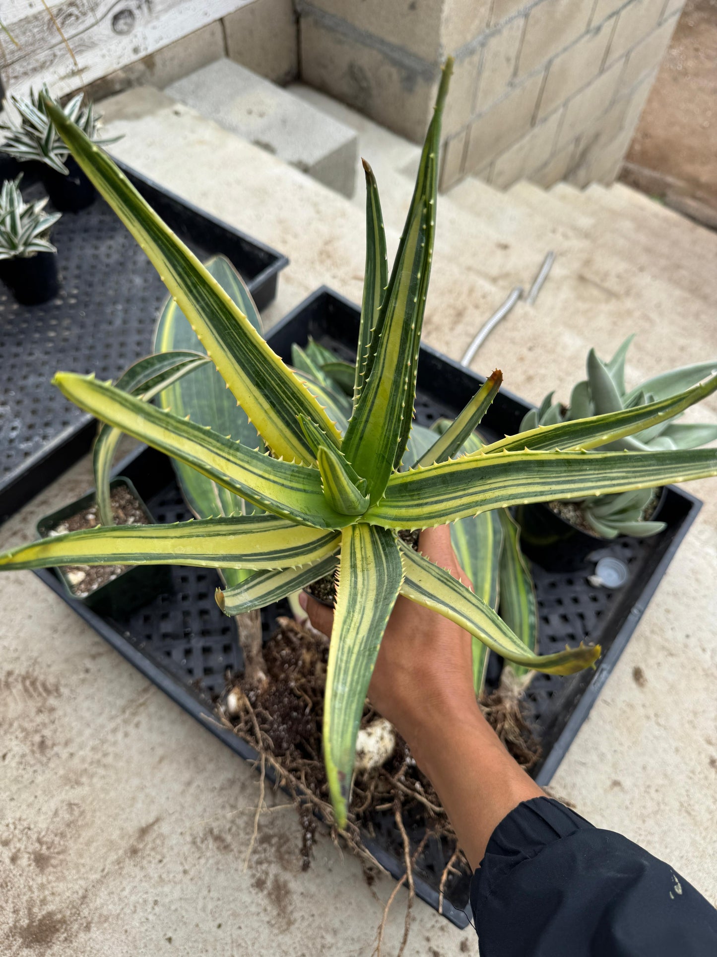 Aloe Hércules variegado espectacular