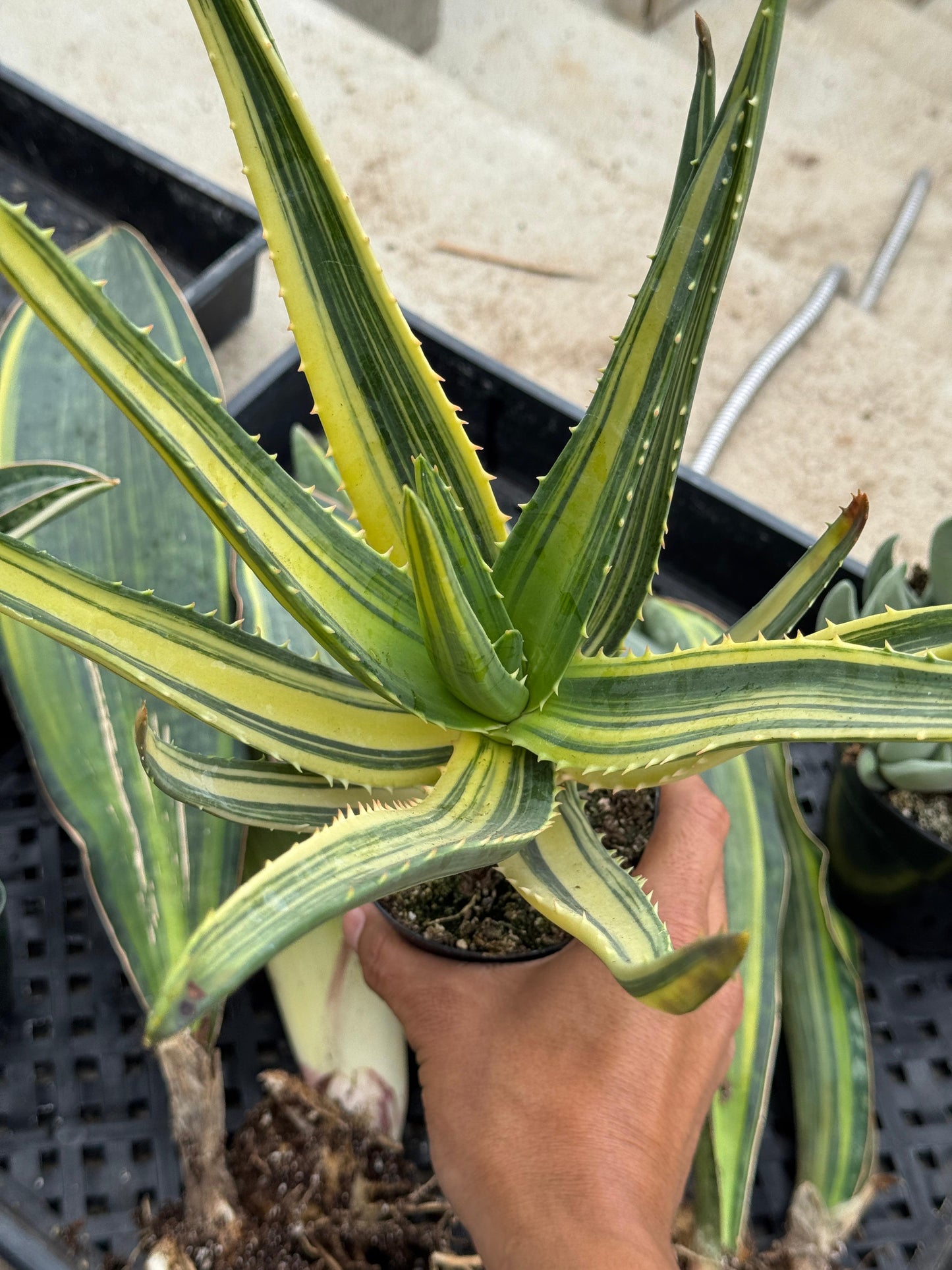 Aloe Hércules variegado espectacular