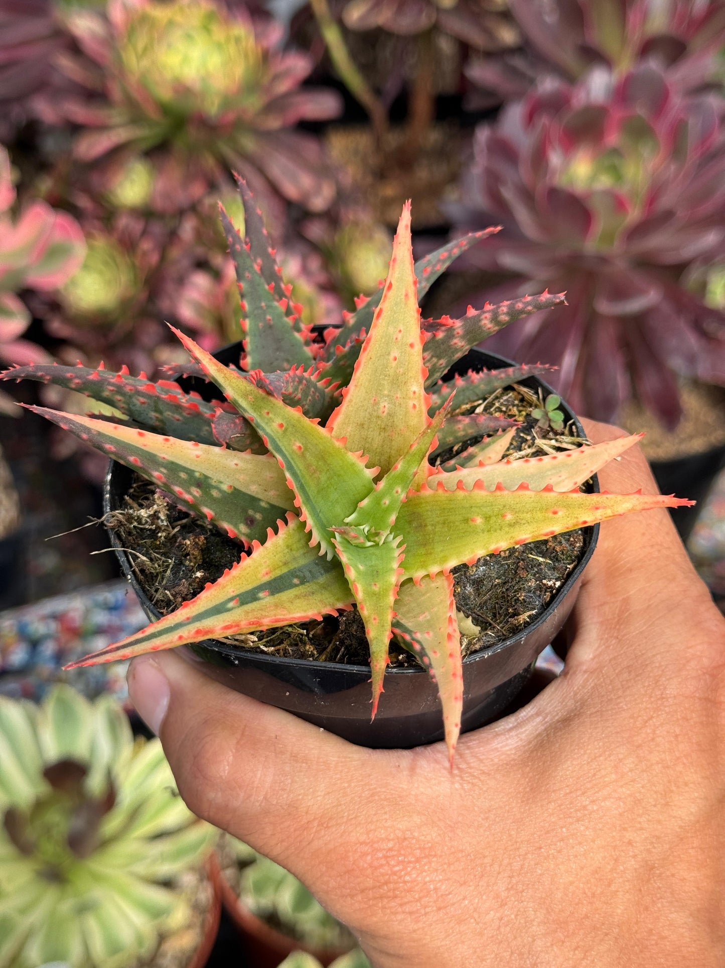 Aloe christmas variegado