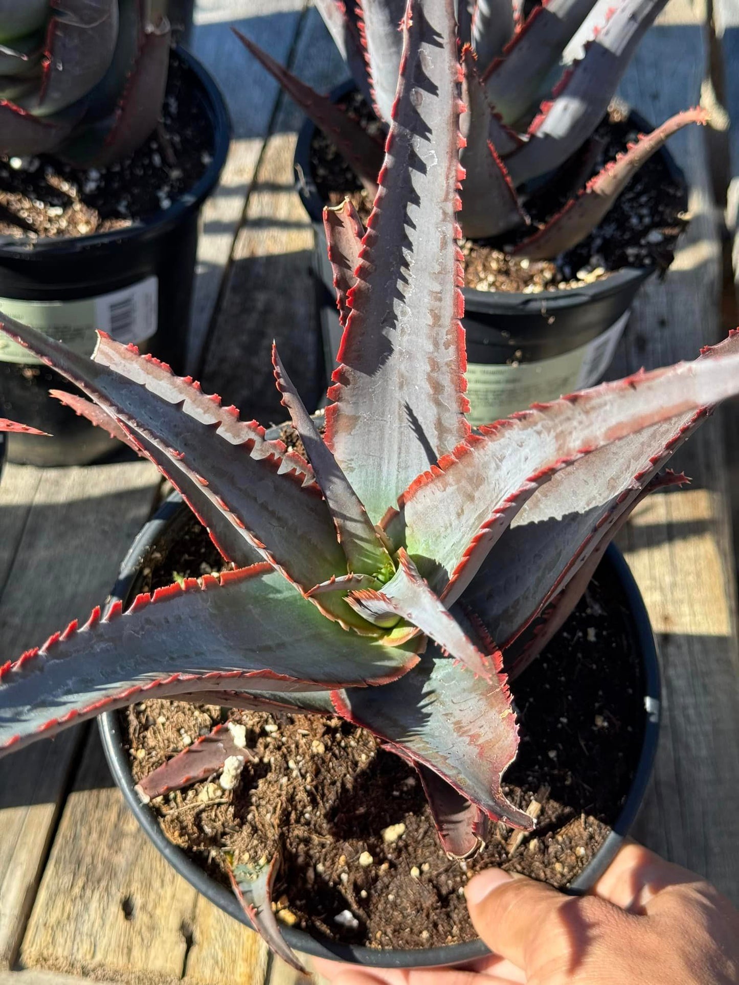 Aloe divaricata ‘Diablo’