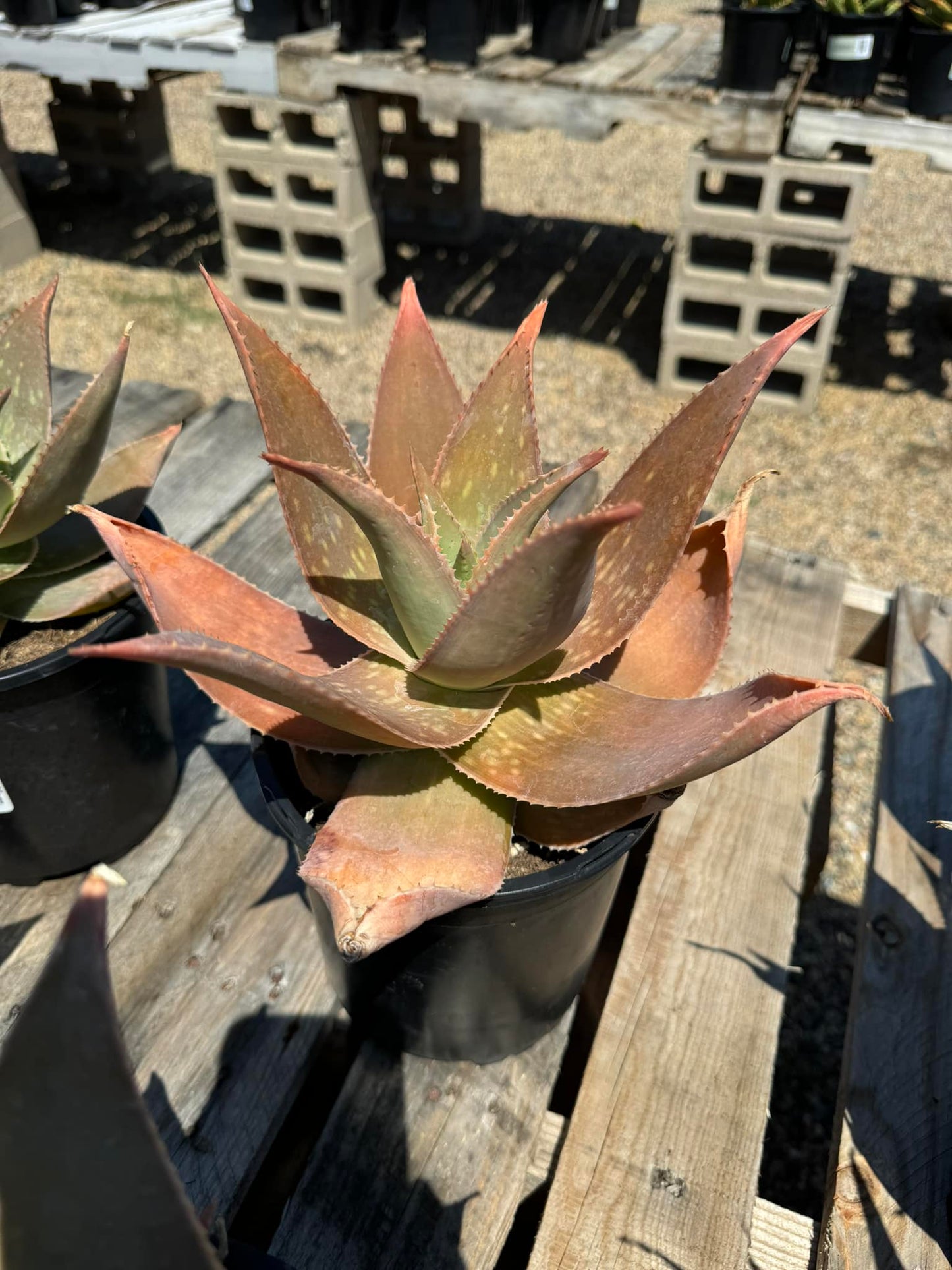 Aloe ghost