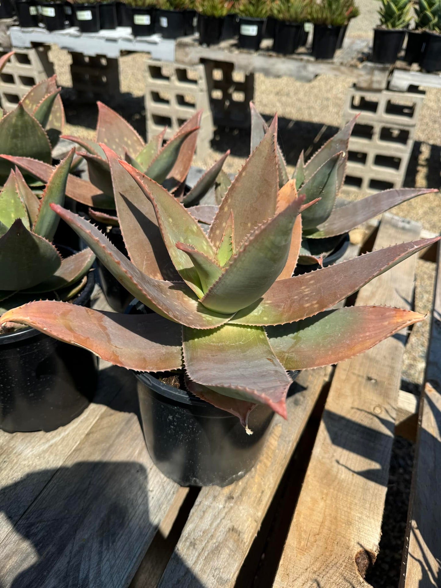 Aloe ghost