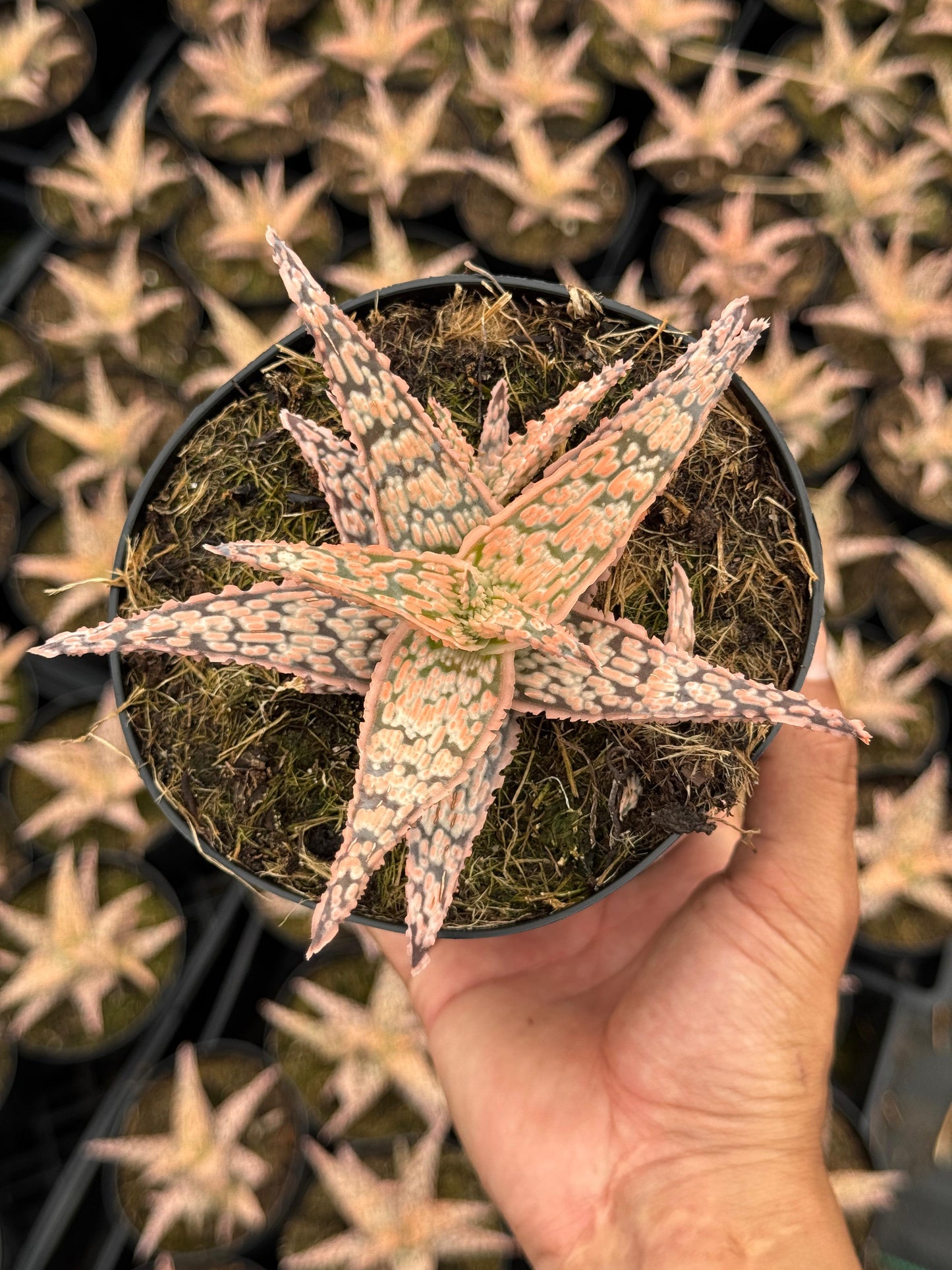 Aloe lacey