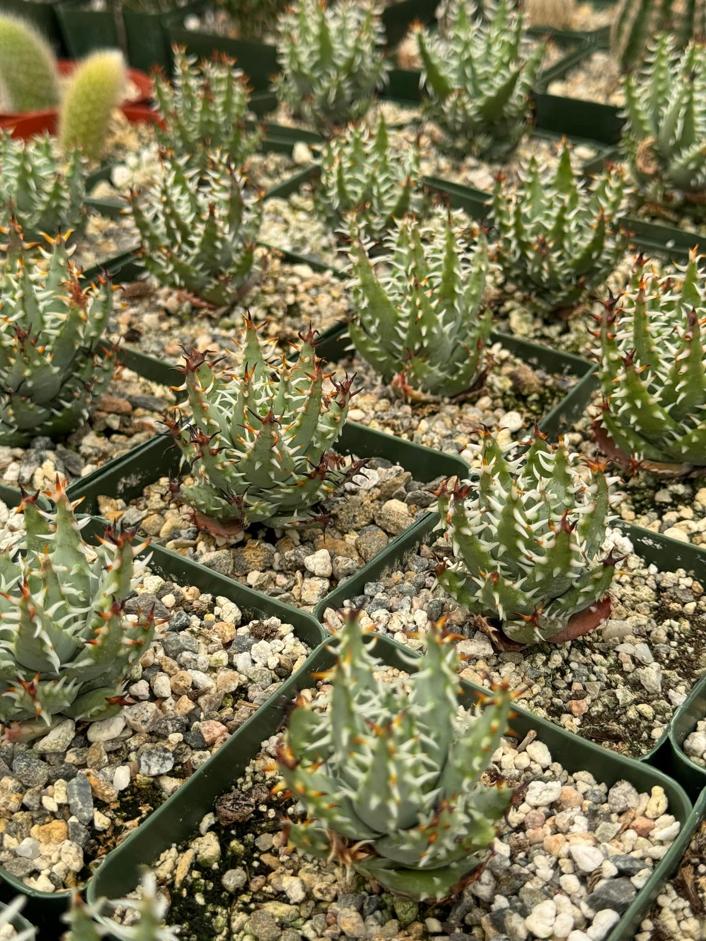 Aloe melanacantha var. Erinacea