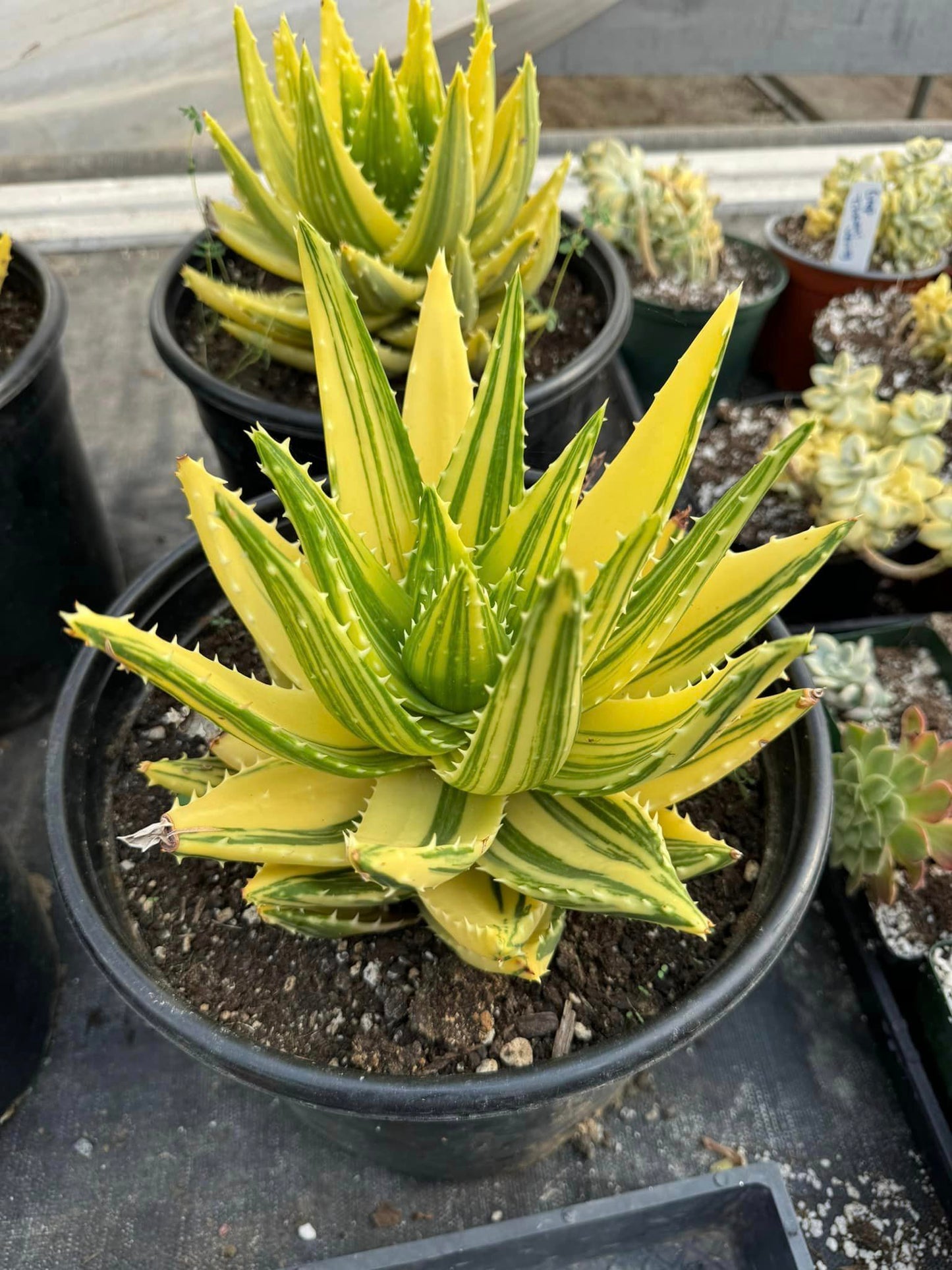 Aloe nobilis cluster variegado