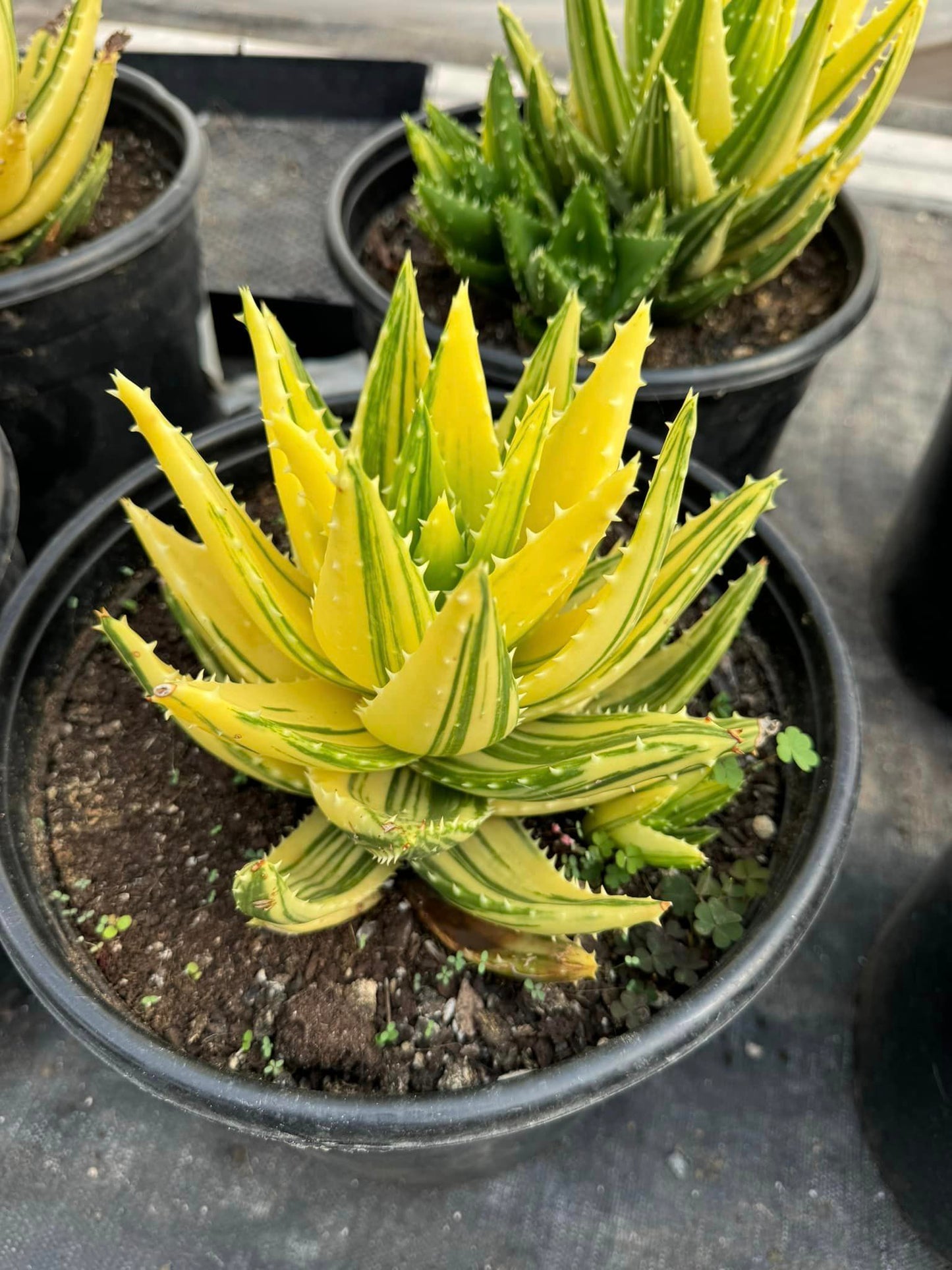 Aloe nobilis cluster variegado