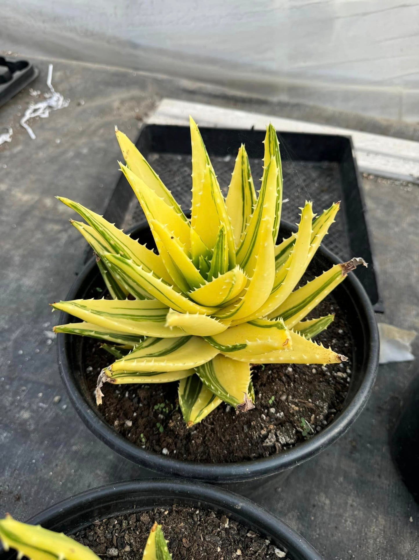 Aloe nobilis cluster variegado