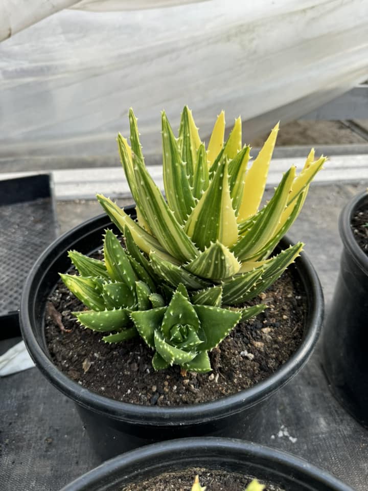 Aloe nobilis cluster variegado