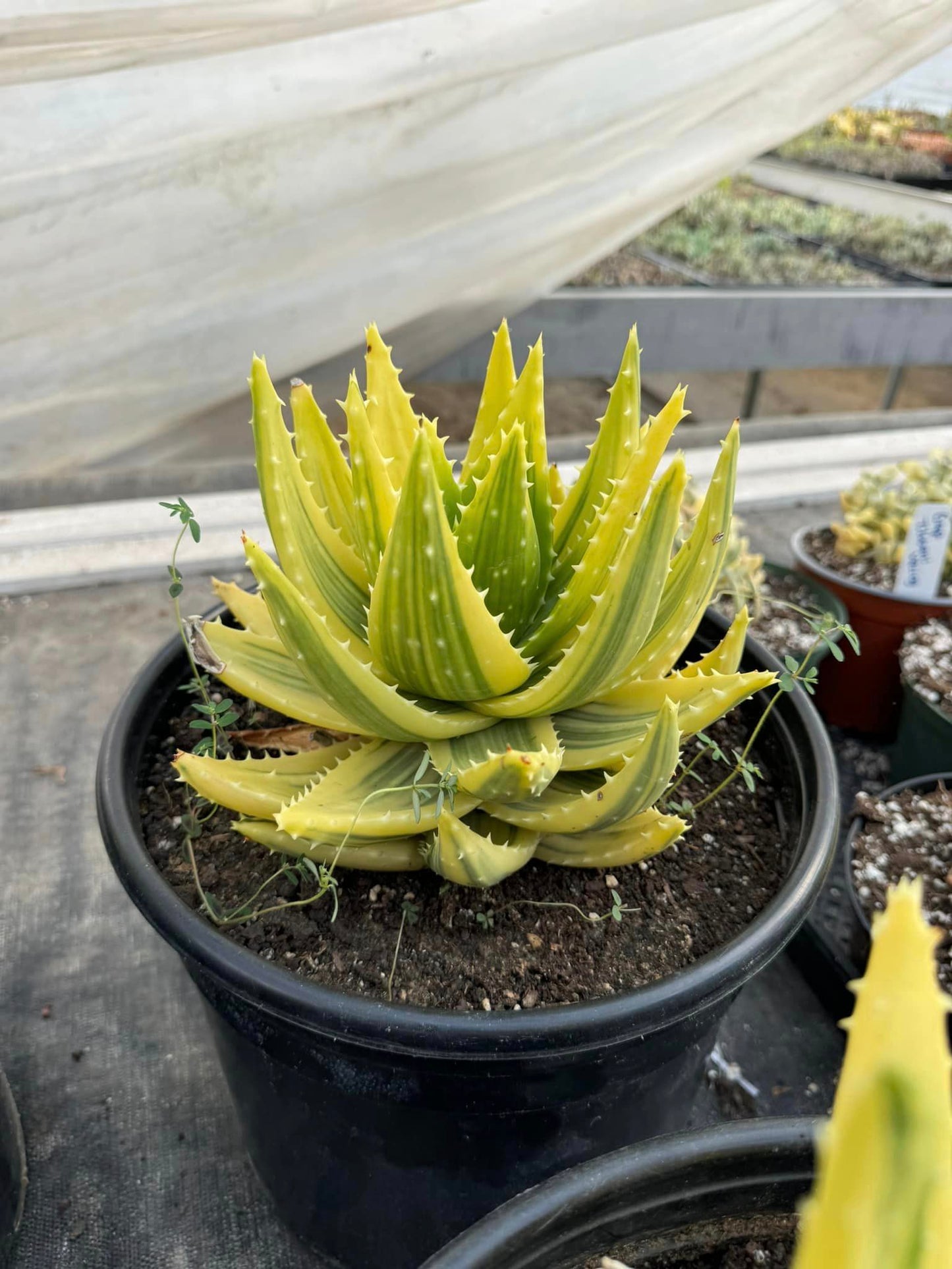 Aloe nobilis cluster variegado