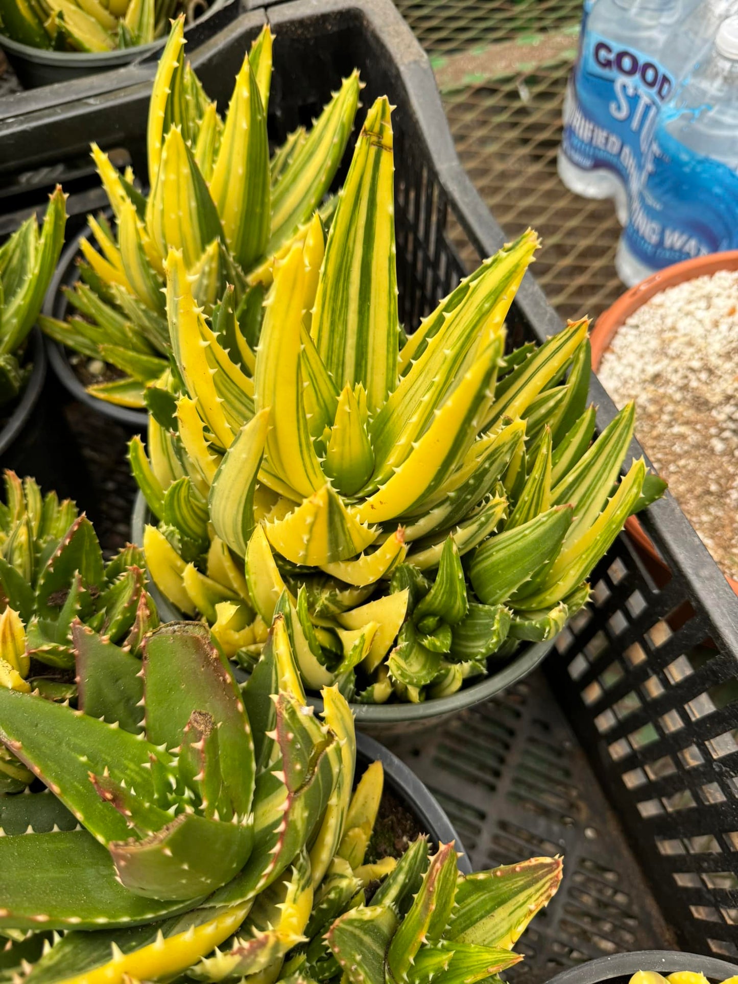 Aloe nobilis cluster variegado