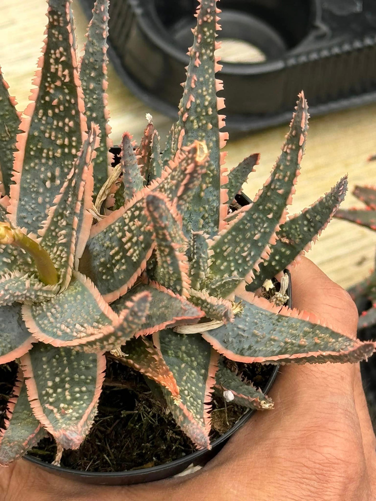 Aloe Purple Haze