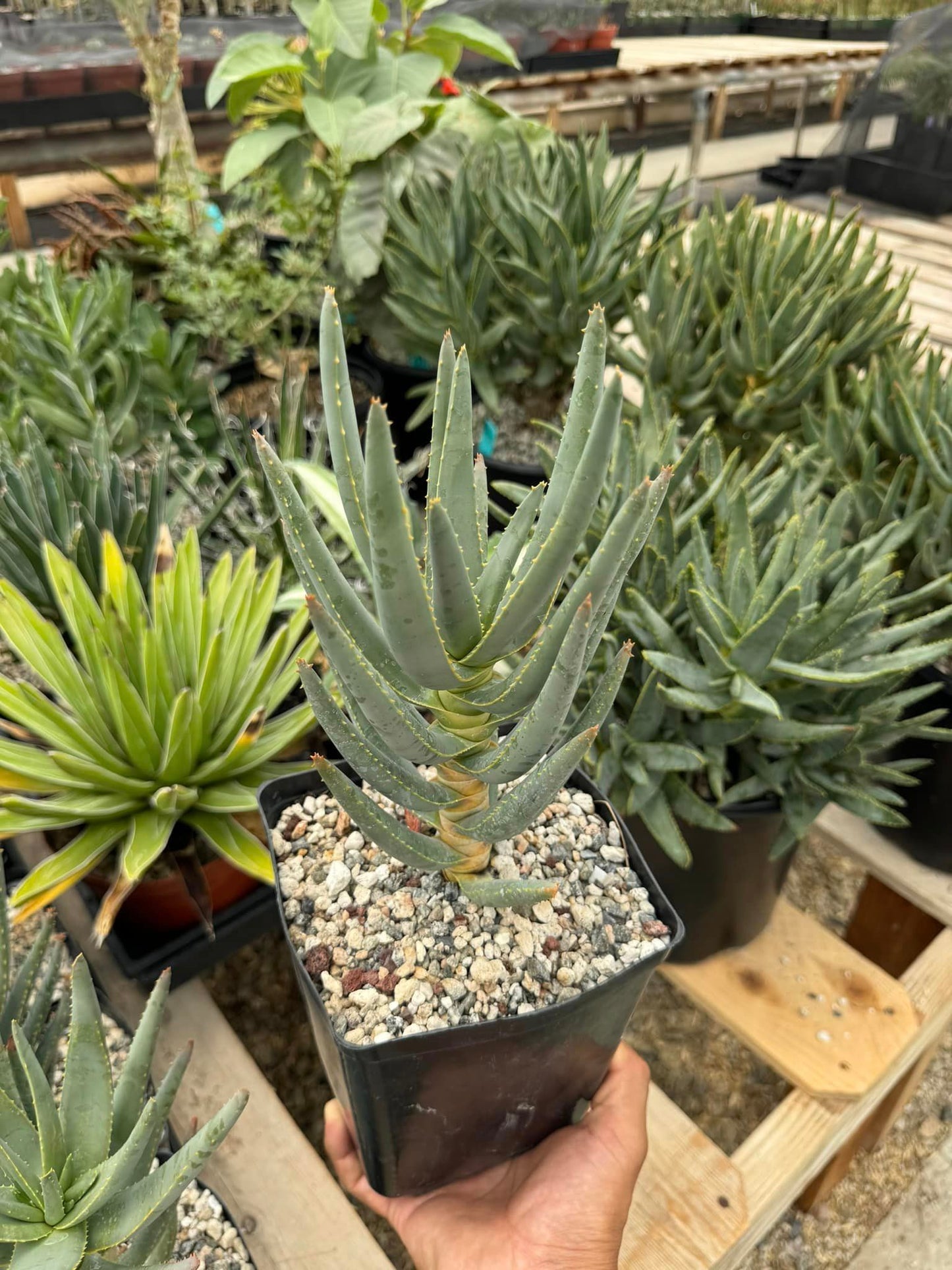 Aloe ramosissima