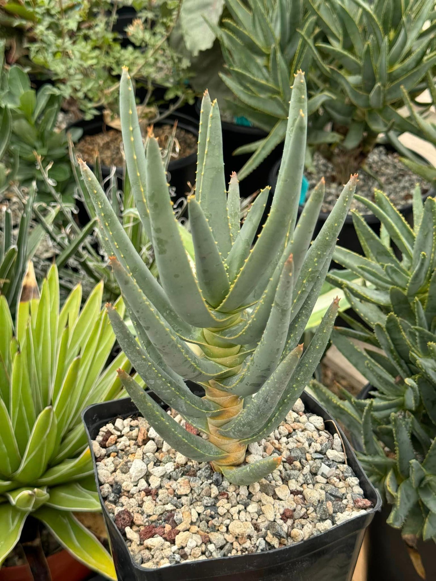 Aloe ramosissima