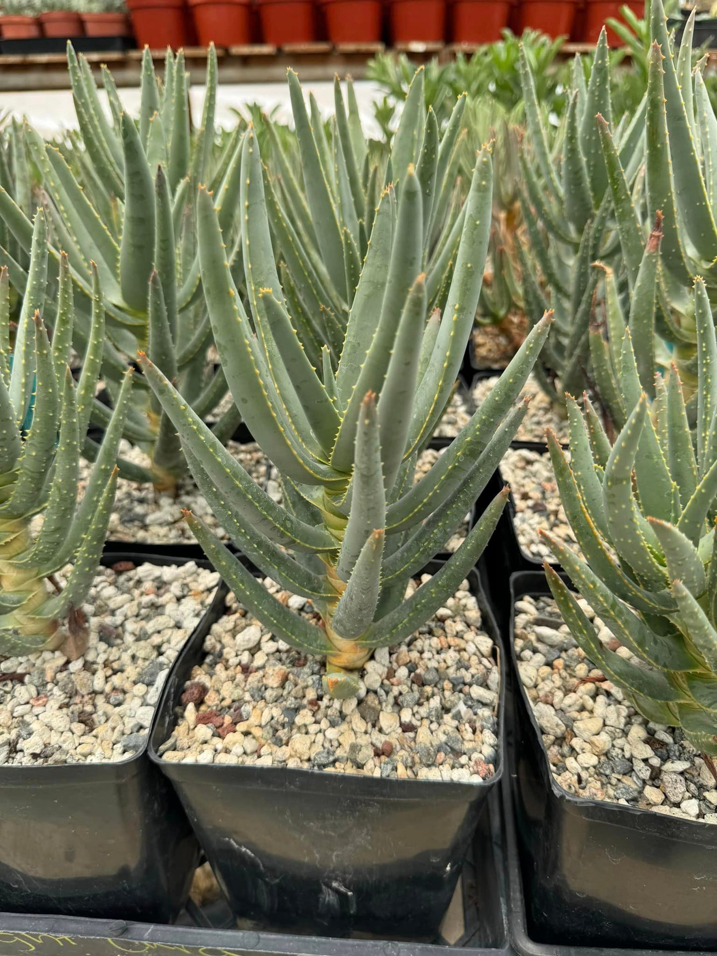 Aloe ramosissima