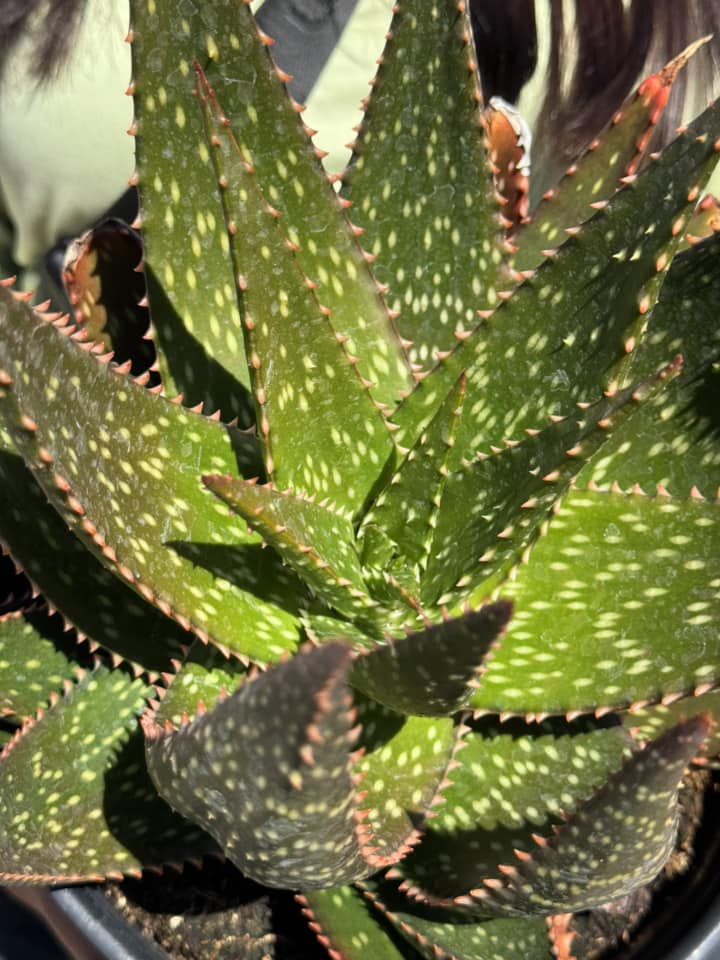 Aloe apache jumbo