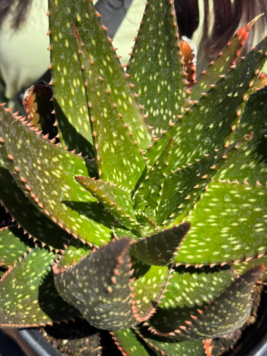 Aloe apache jumbo