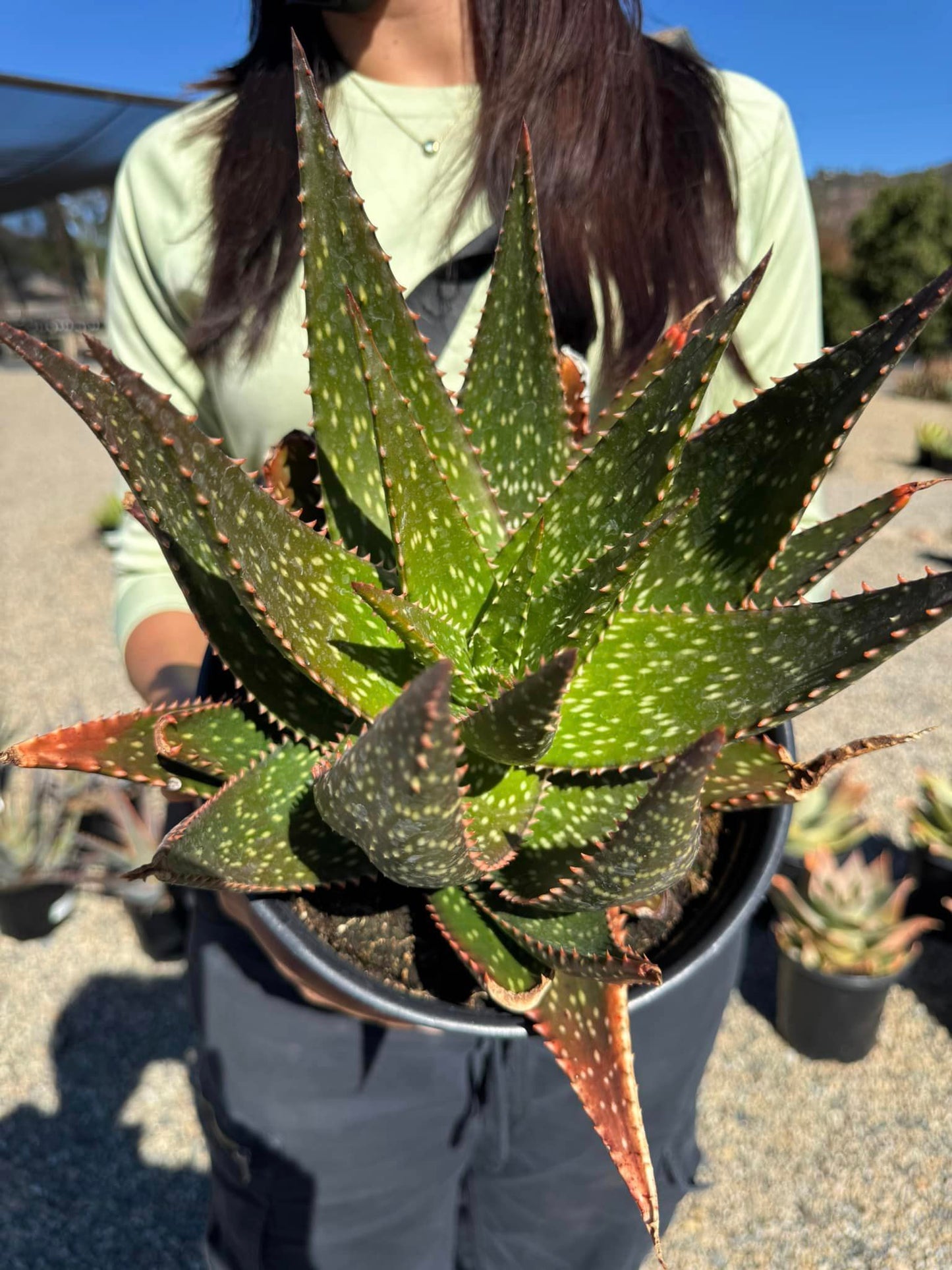 Aloe apache jumbo