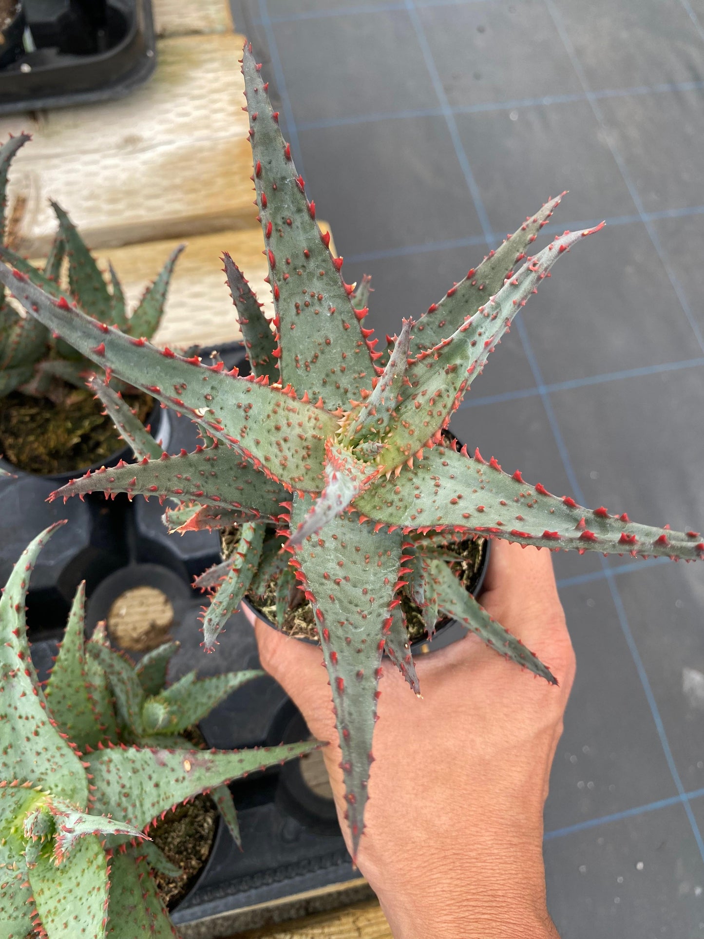 Aloe blue castillonae