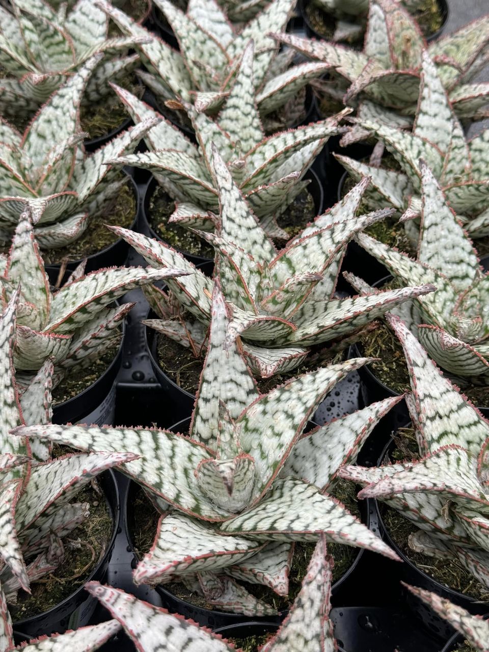 Aloe candy cane