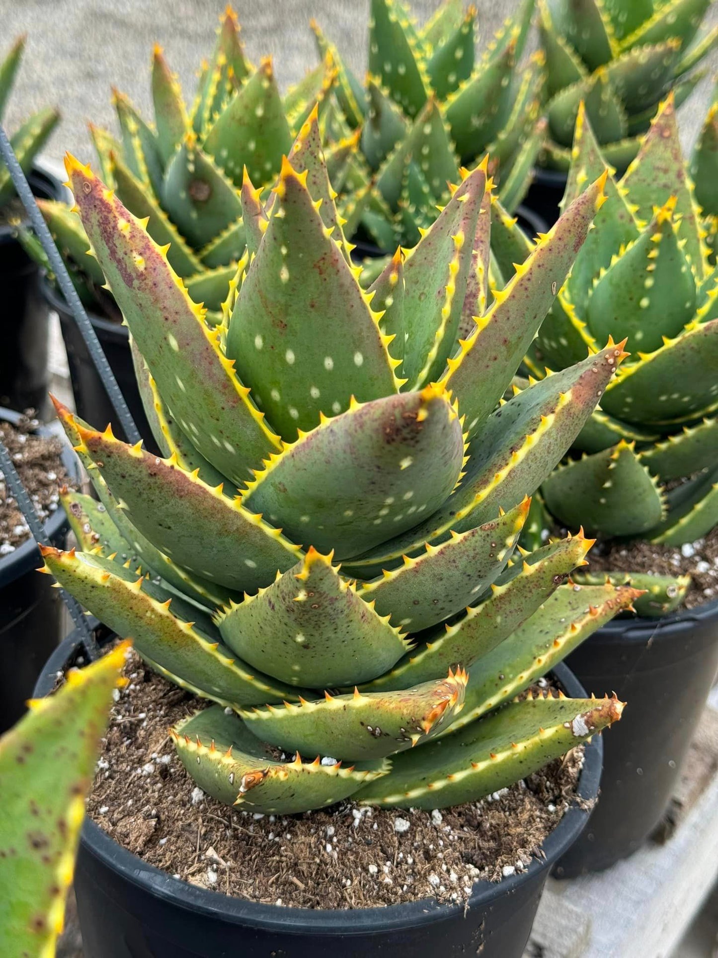 Aloe distans