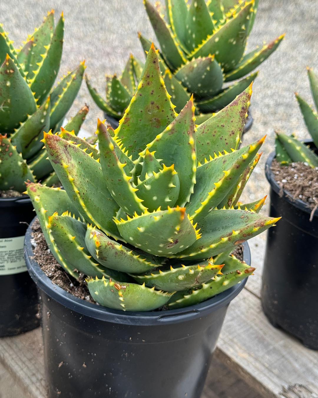 Aloe distans