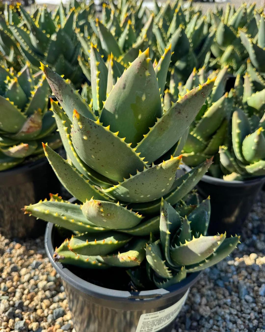 Aloe distans