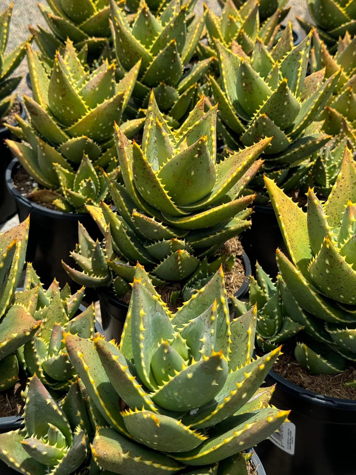 Aloe distans cluster