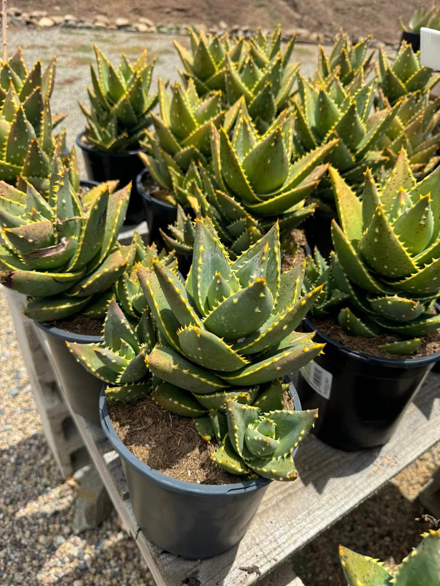 Aloe distans cluster