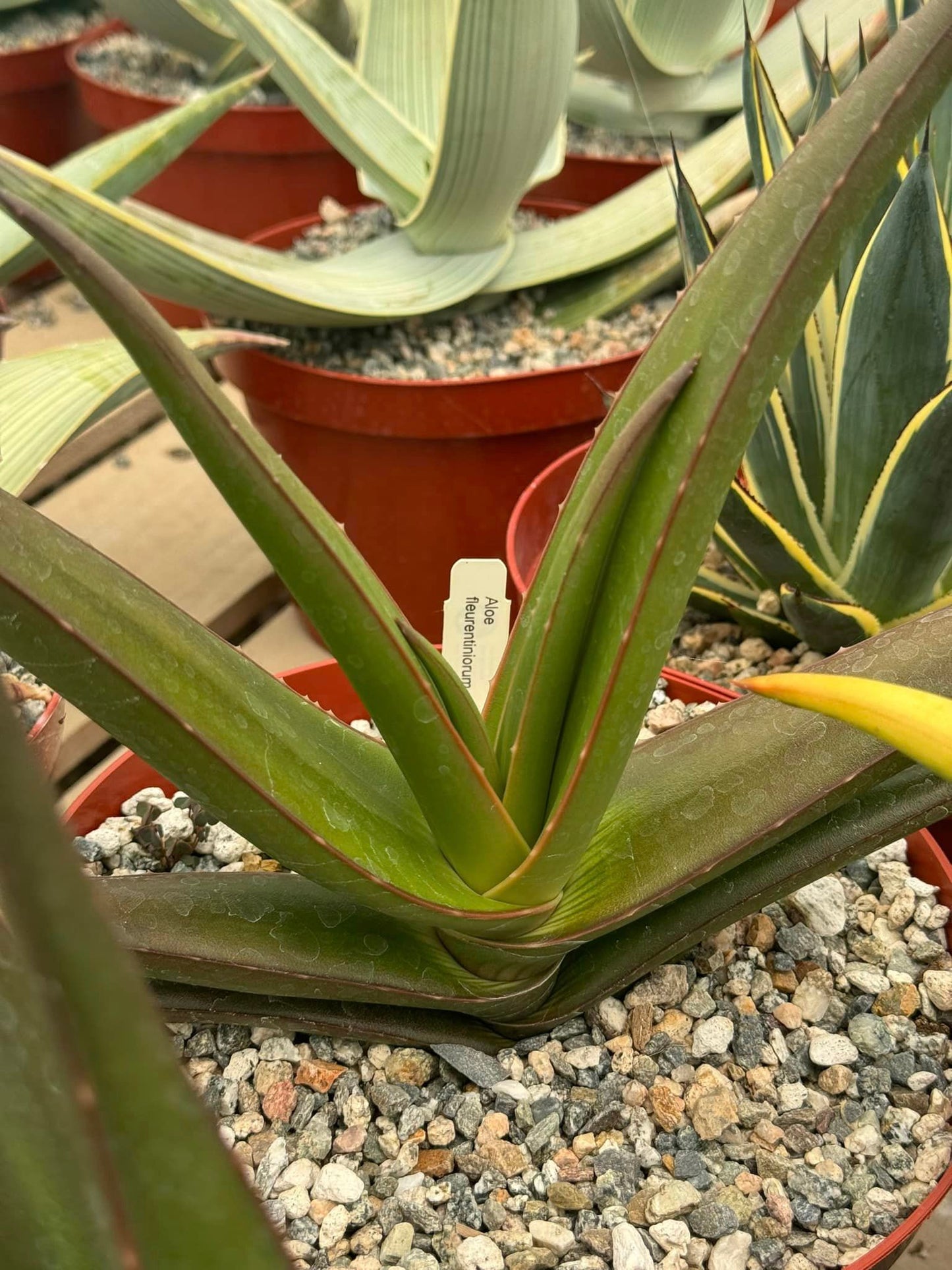 Aloe fleurentiniorum