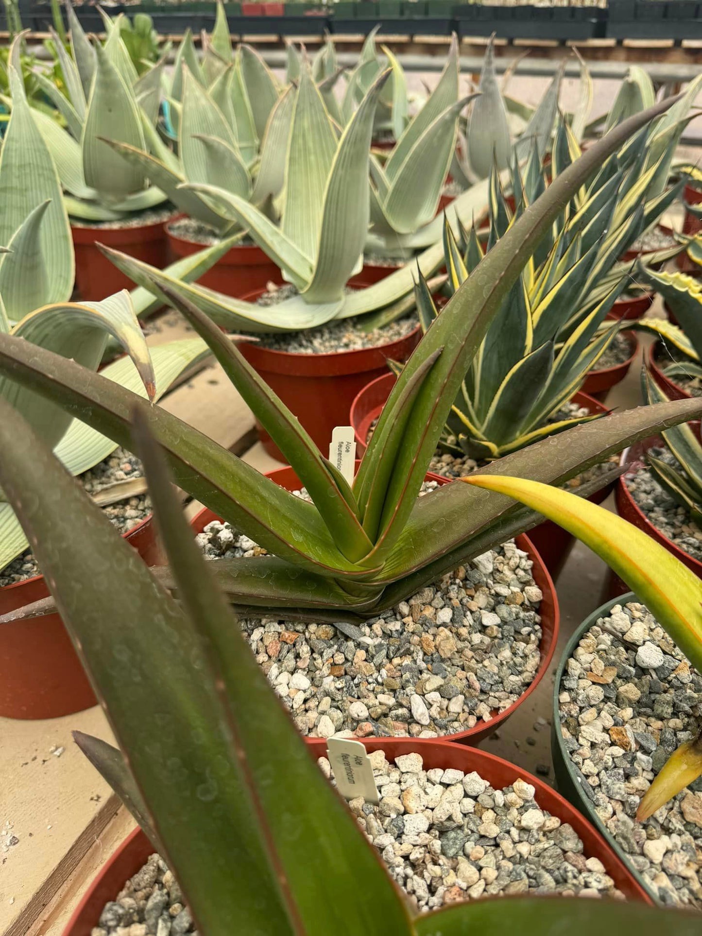 Aloe fleurentiniorum