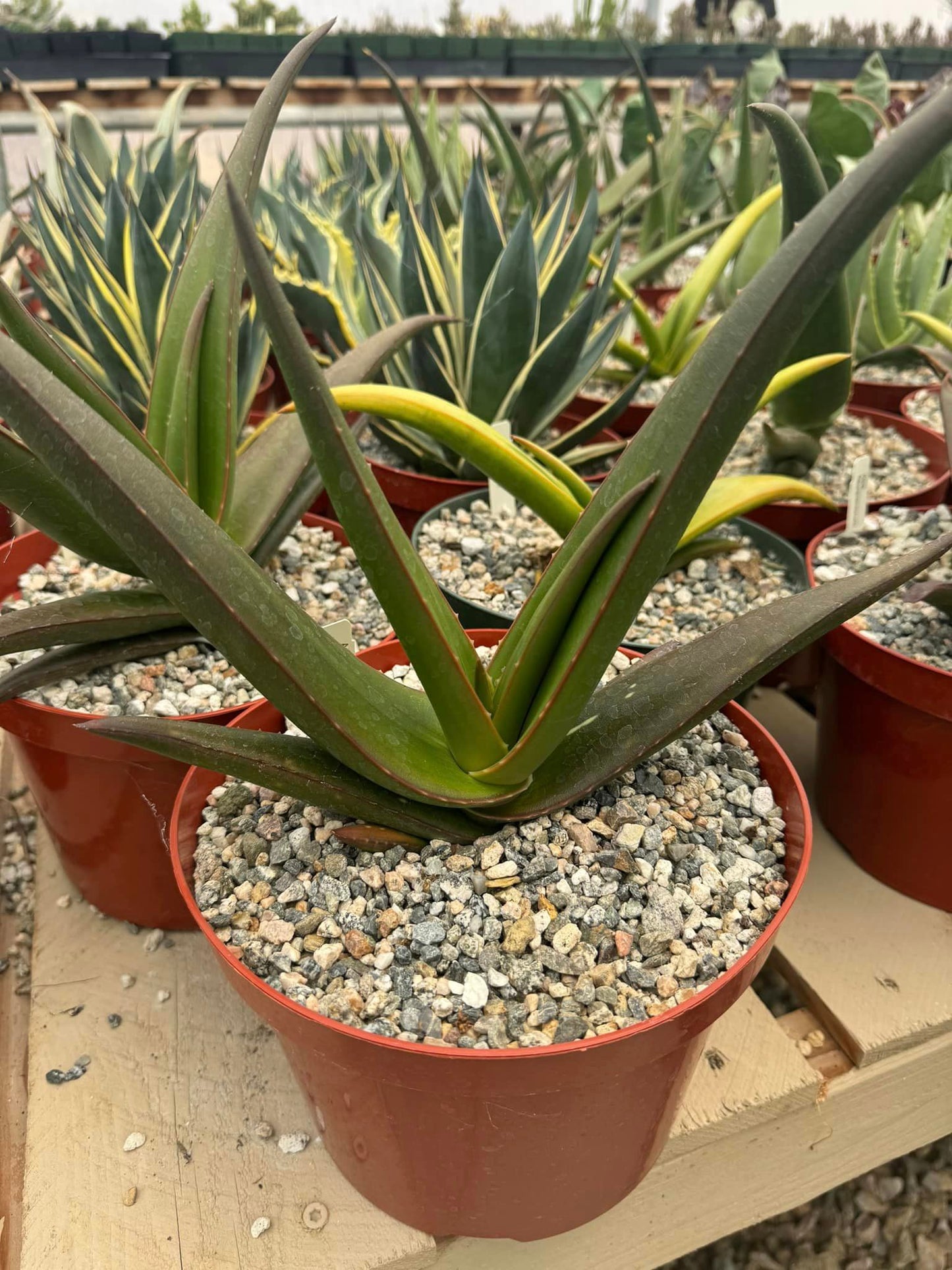 Aloe fleurentiniorum