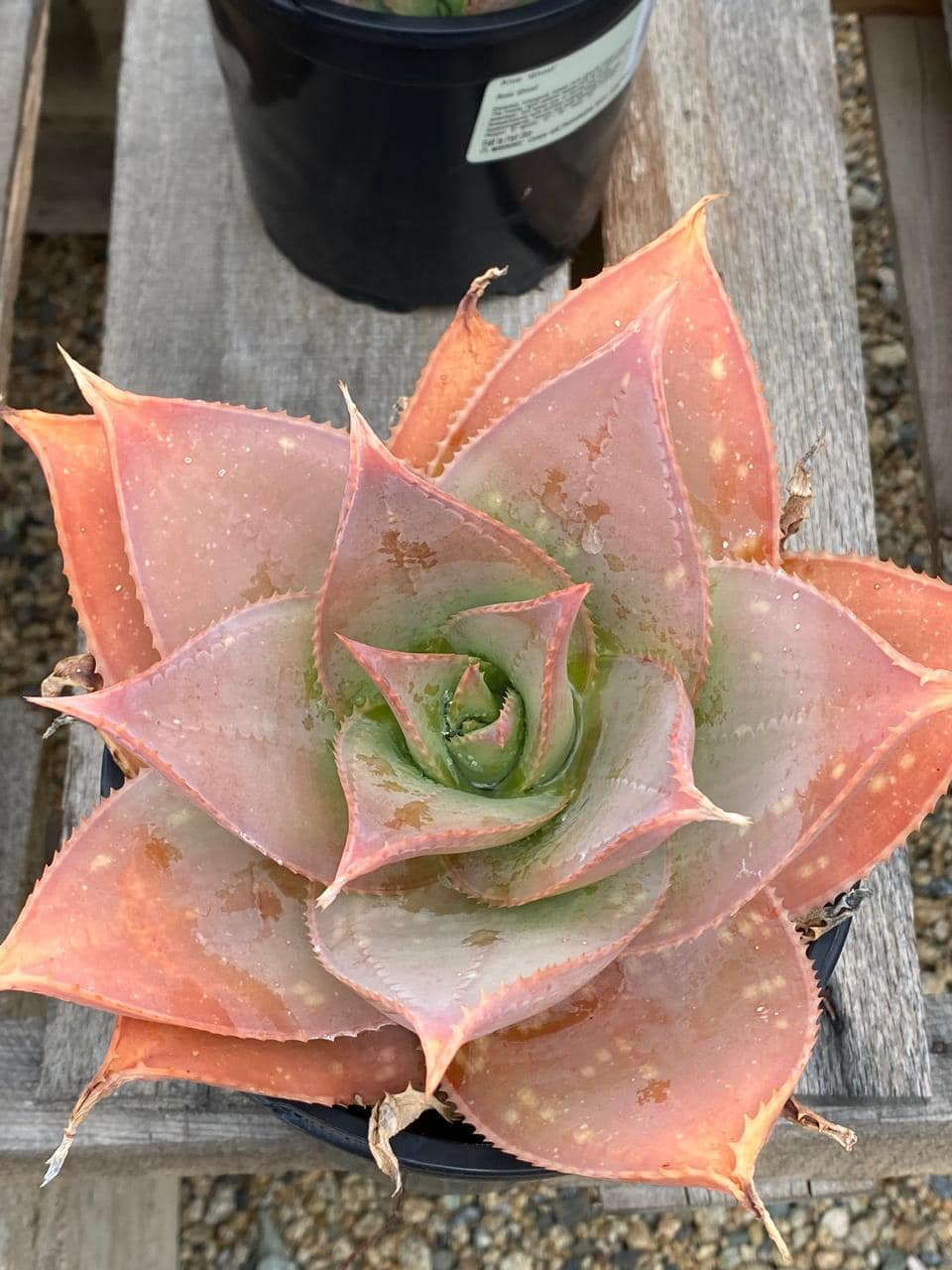 Aloe ghost