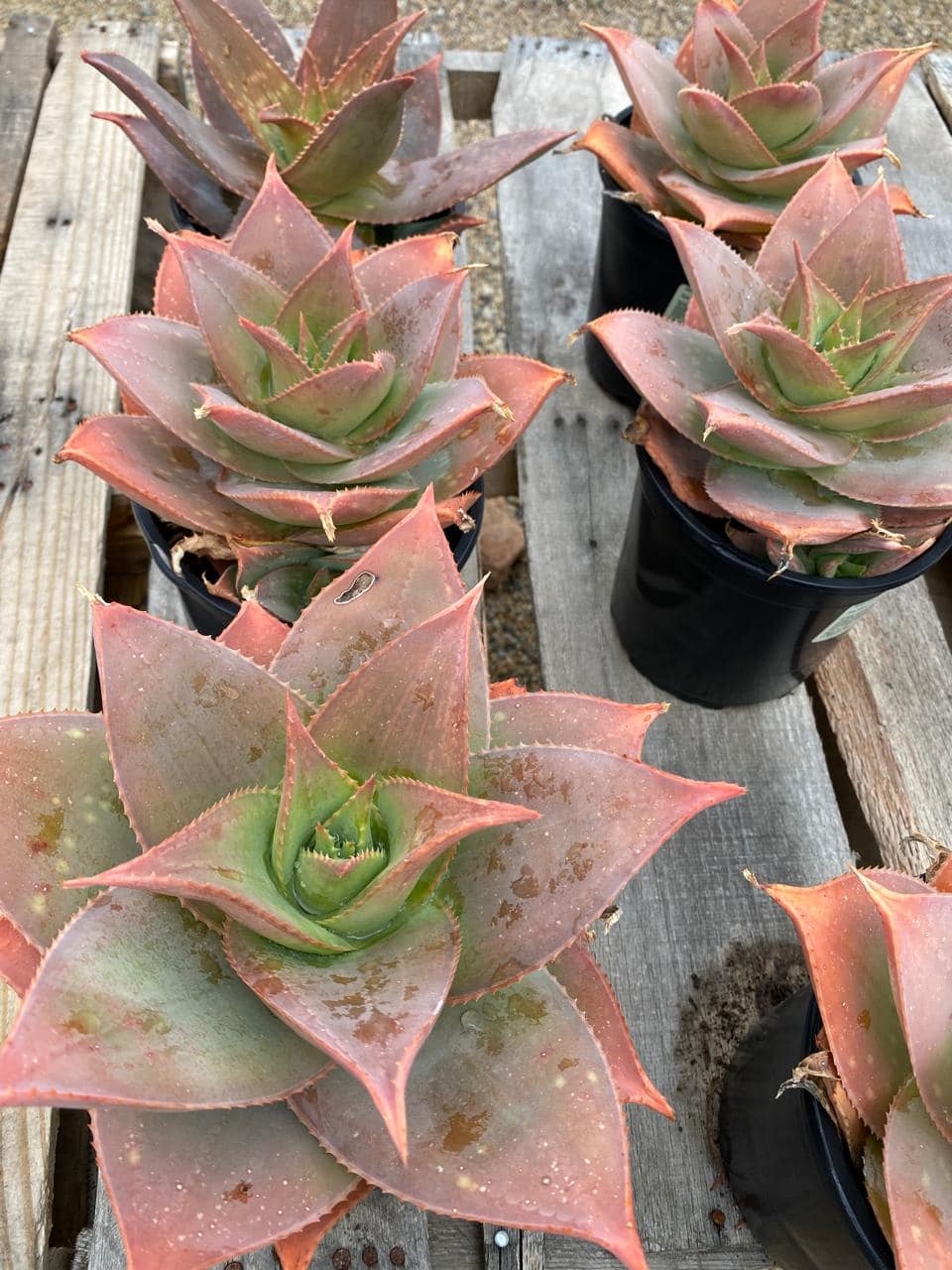 Aloe ghost