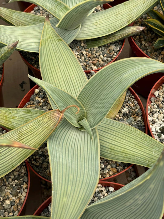 Aloe karasberguensis variegado