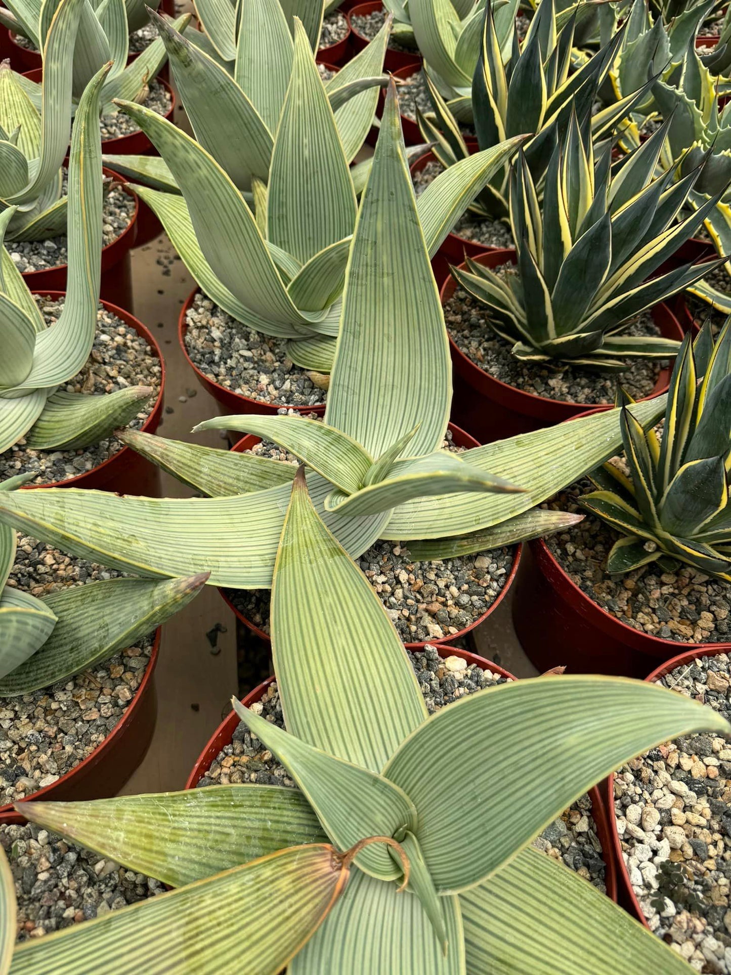 Aloe karasberguensis variegado