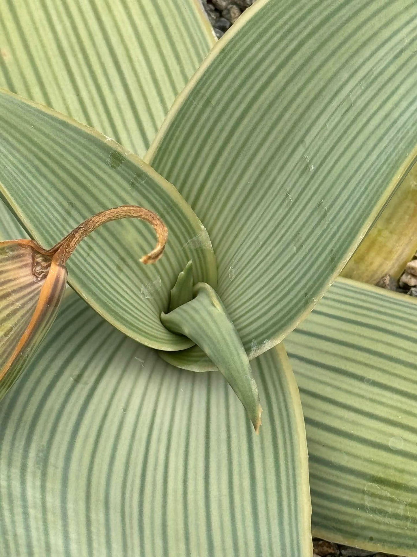 Aloe karasberguensis variegado